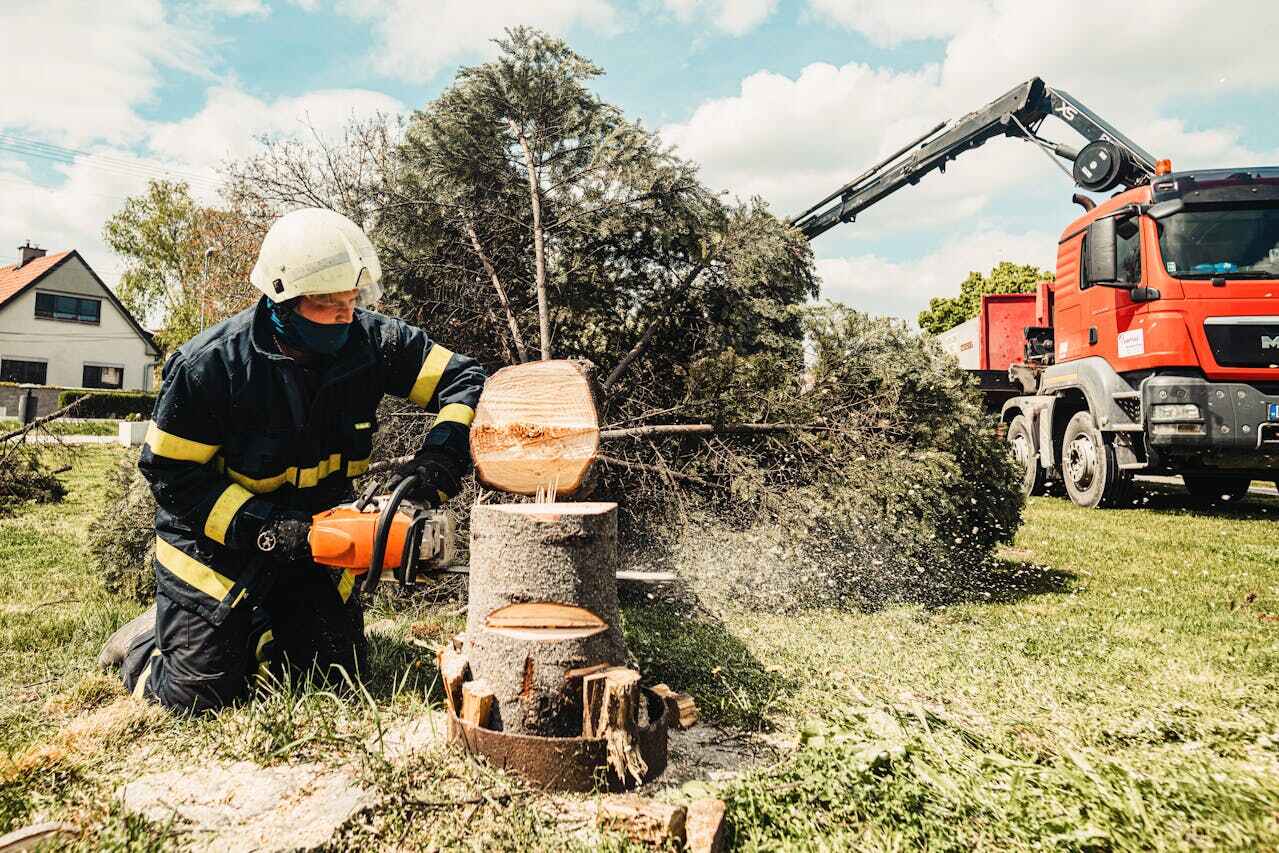 Fredericksburg, PA Tree Service Company